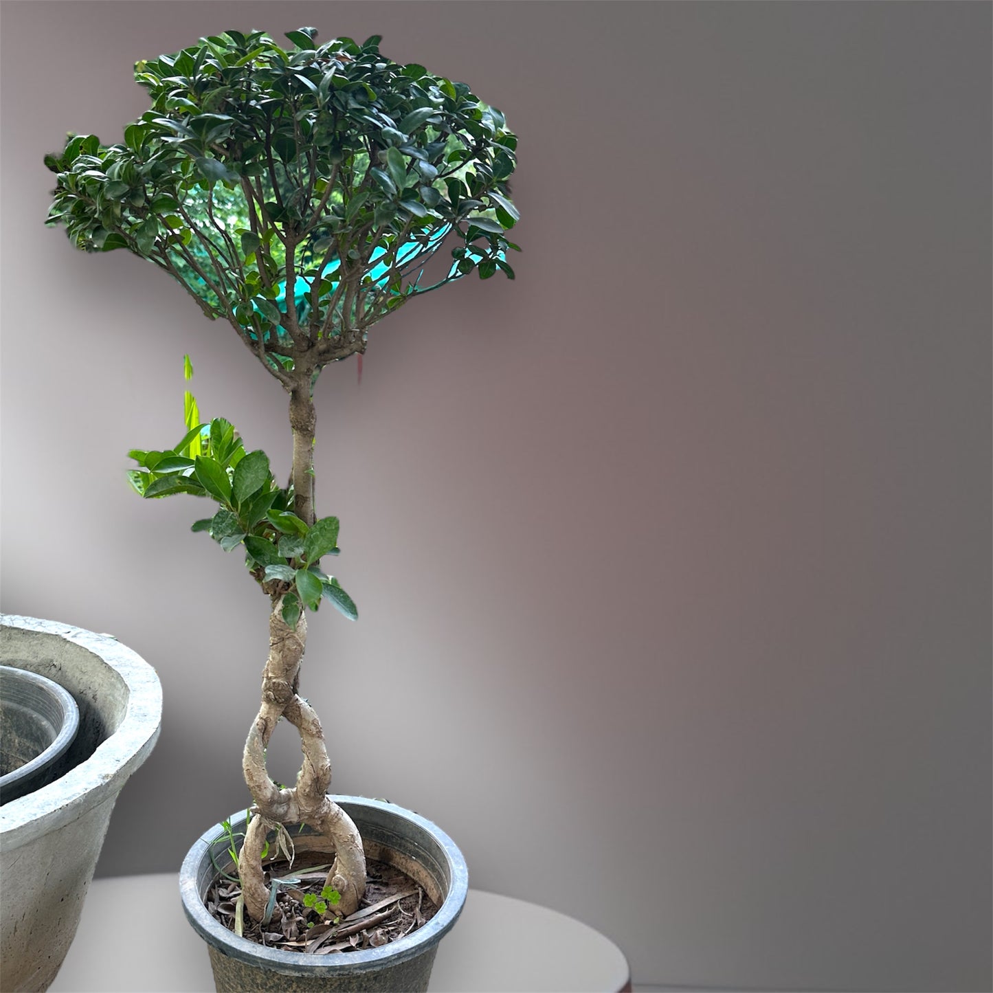 Infinity Ficus Bonsai: (Chinese Import)