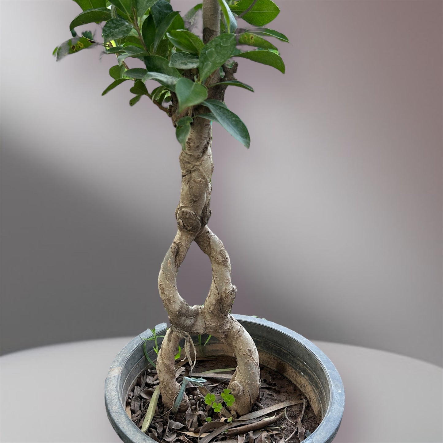 Infinity Ficus Bonsai: (Chinese Import)