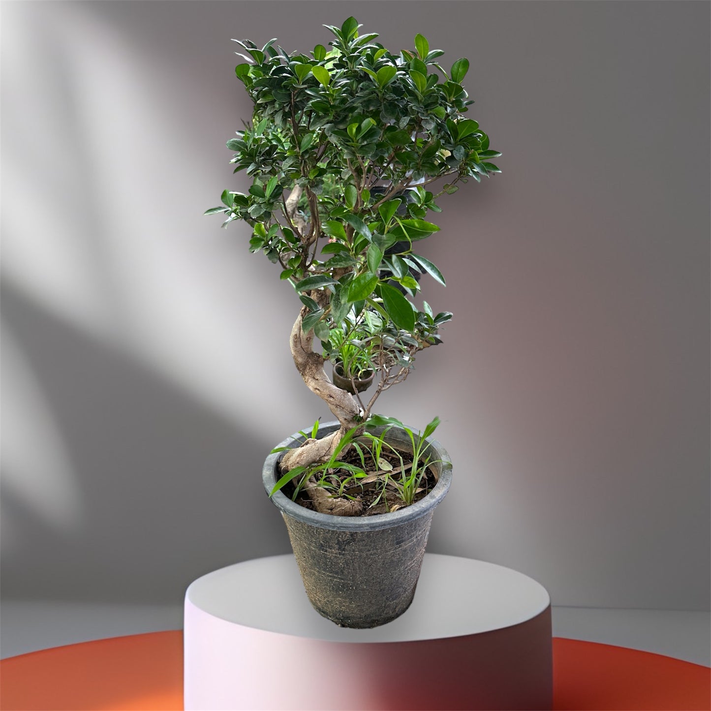 Serpentine Ficus Bonsai:(Chinese Import)