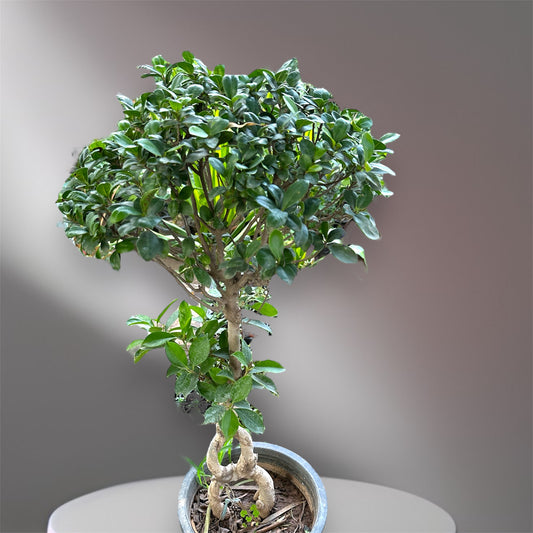 Infinity Ficus Bonsai: (Chinese Import)