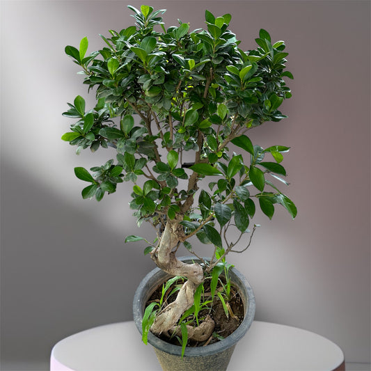 Serpentine Ficus Bonsai:(Chinese Import)