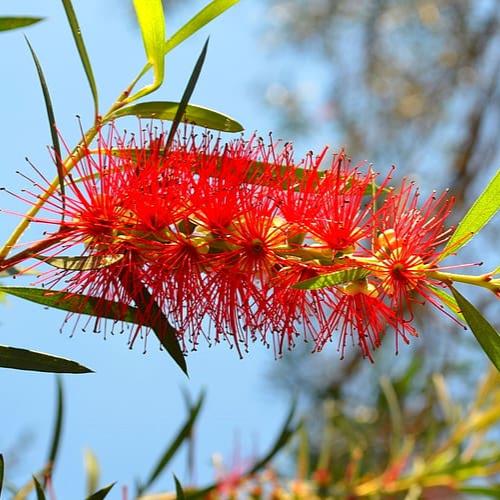 Dwarf Bottlebrush Plant