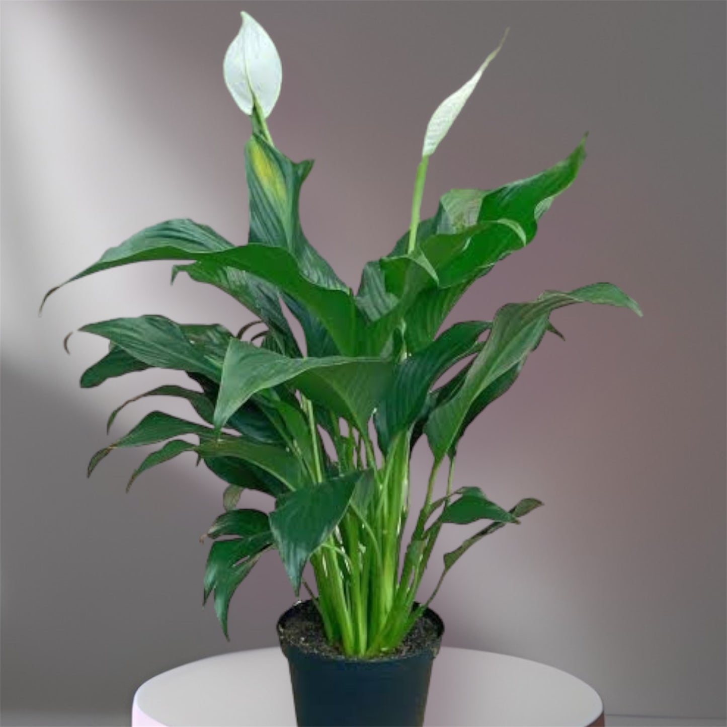 Peace Lily: (Thai Import)