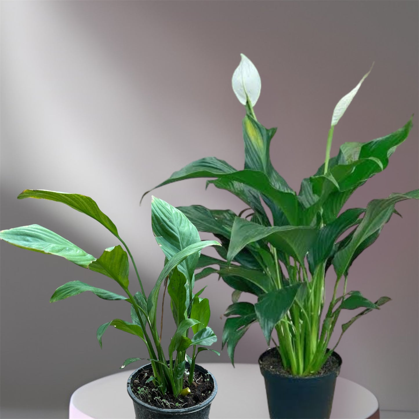 Peace Lily: (Thai Import)