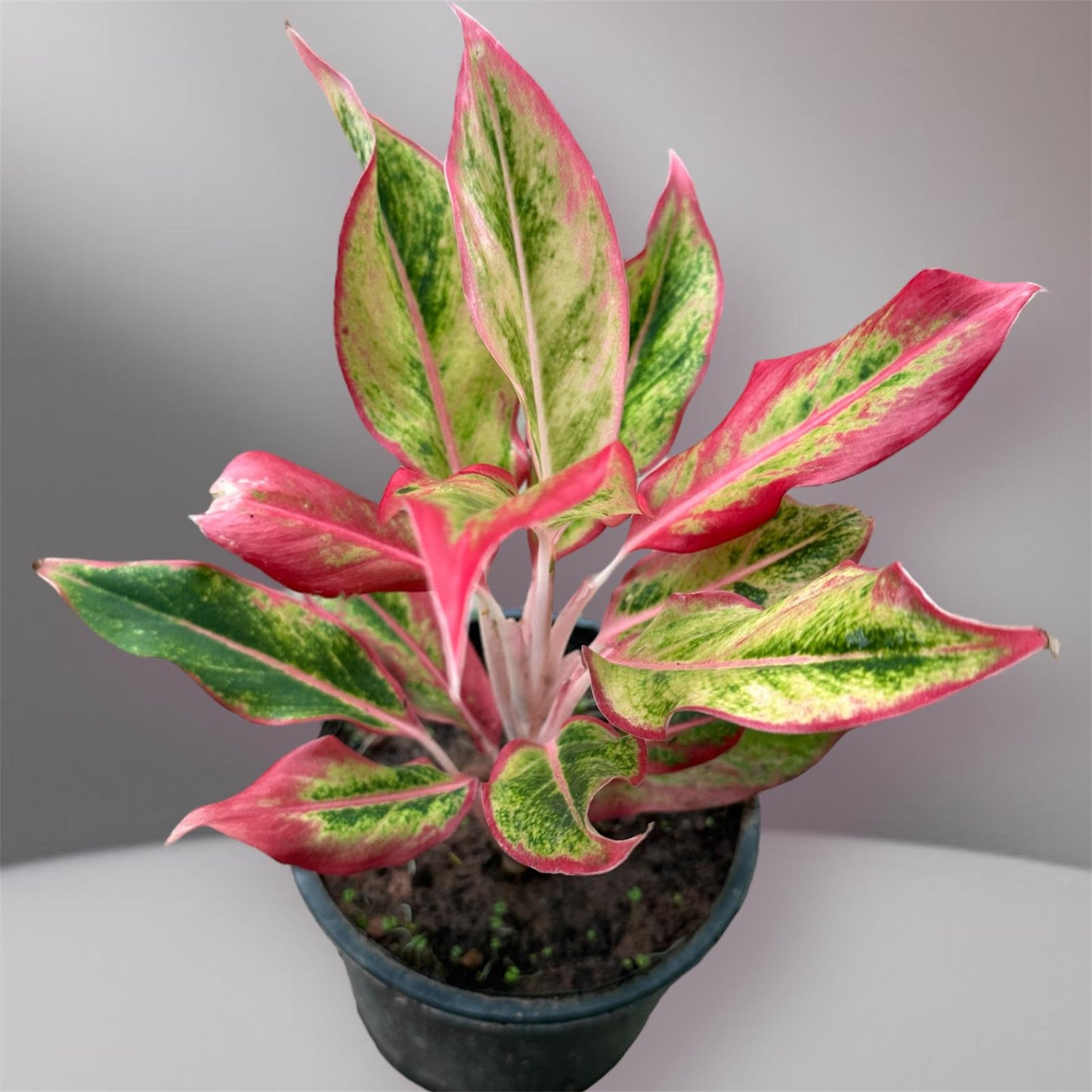 Aglaonema “Siam Aurora”(Thai Import)