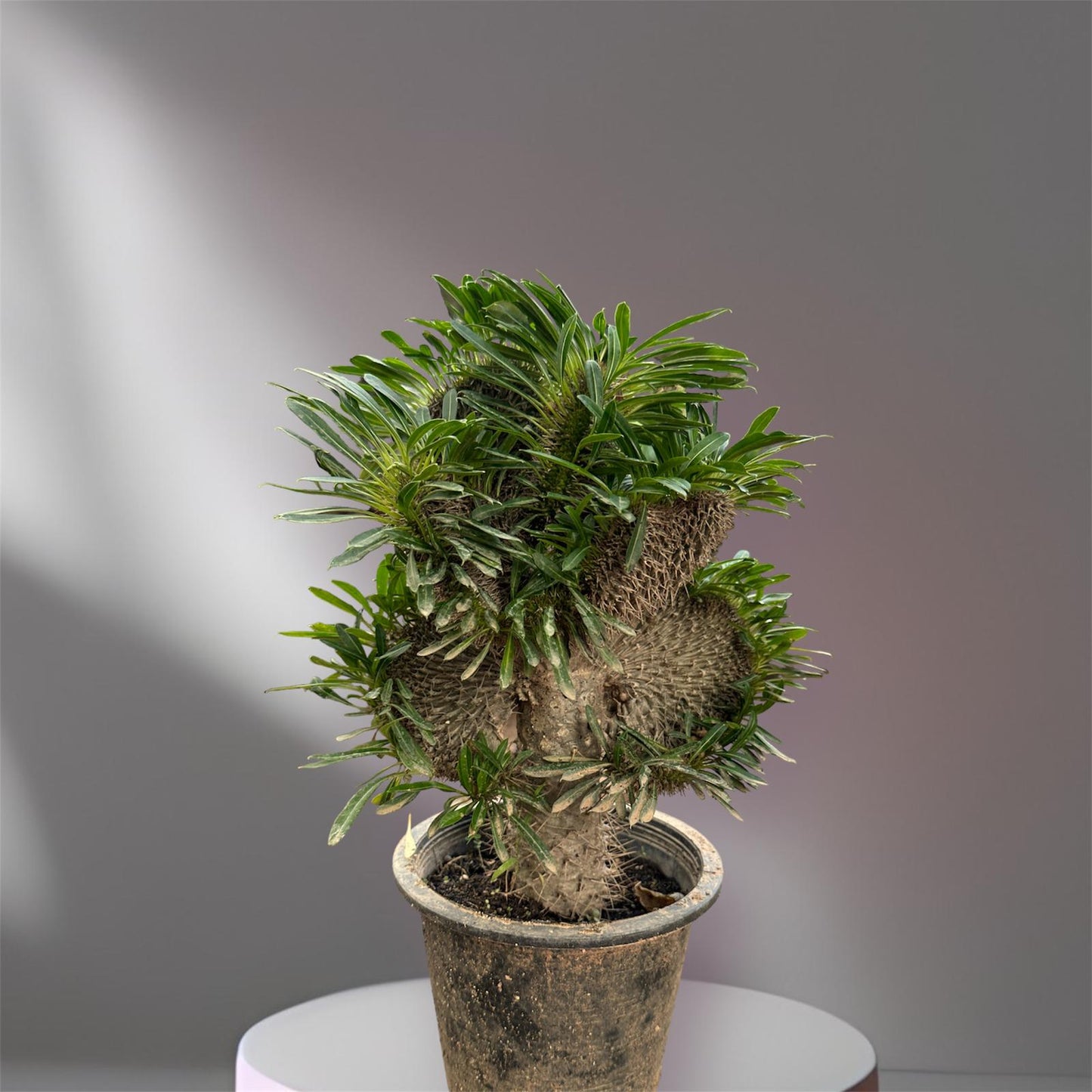 Grafted Pachypodium Cactus:(Thai Import)