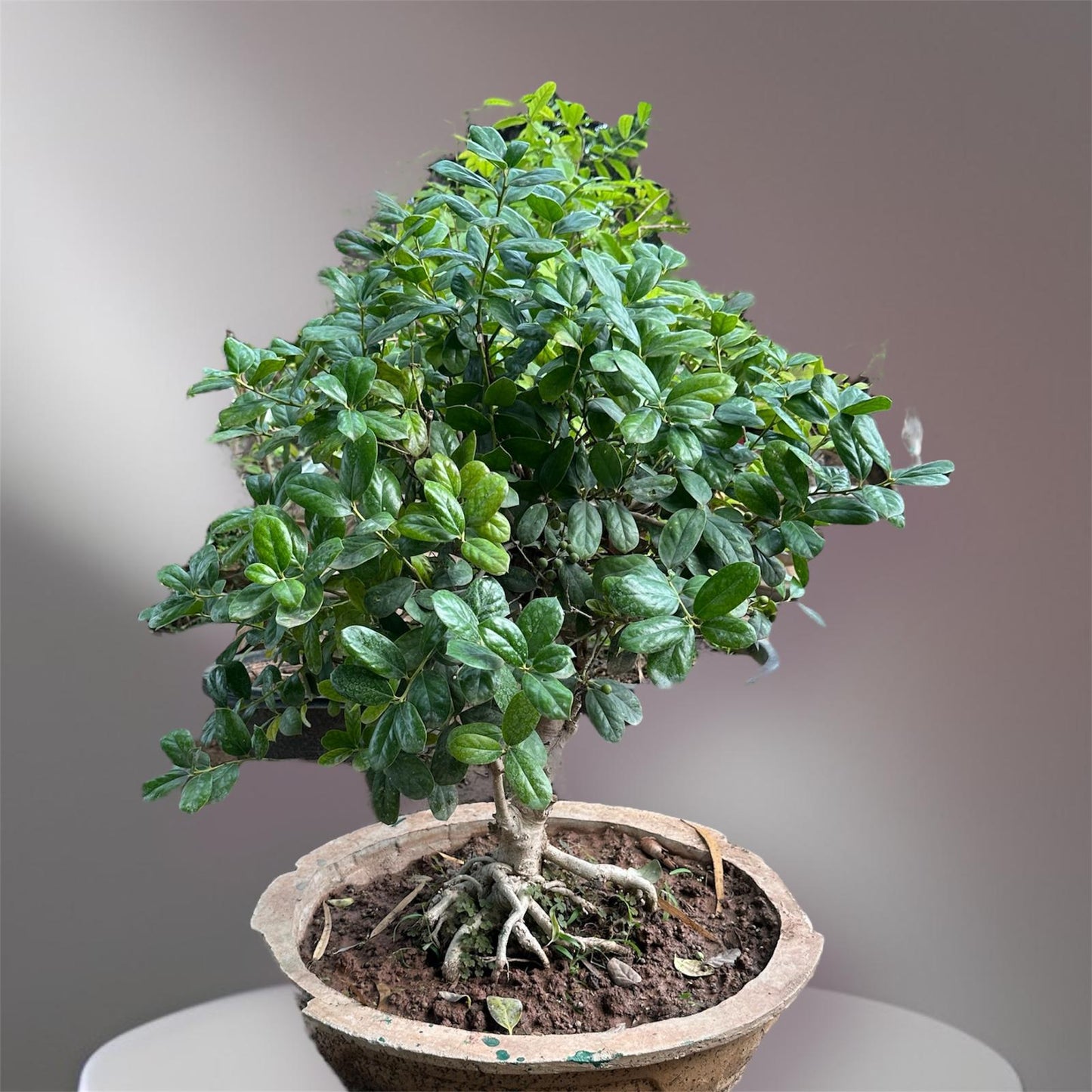 Carmona Bonsai: (Chinese Import)