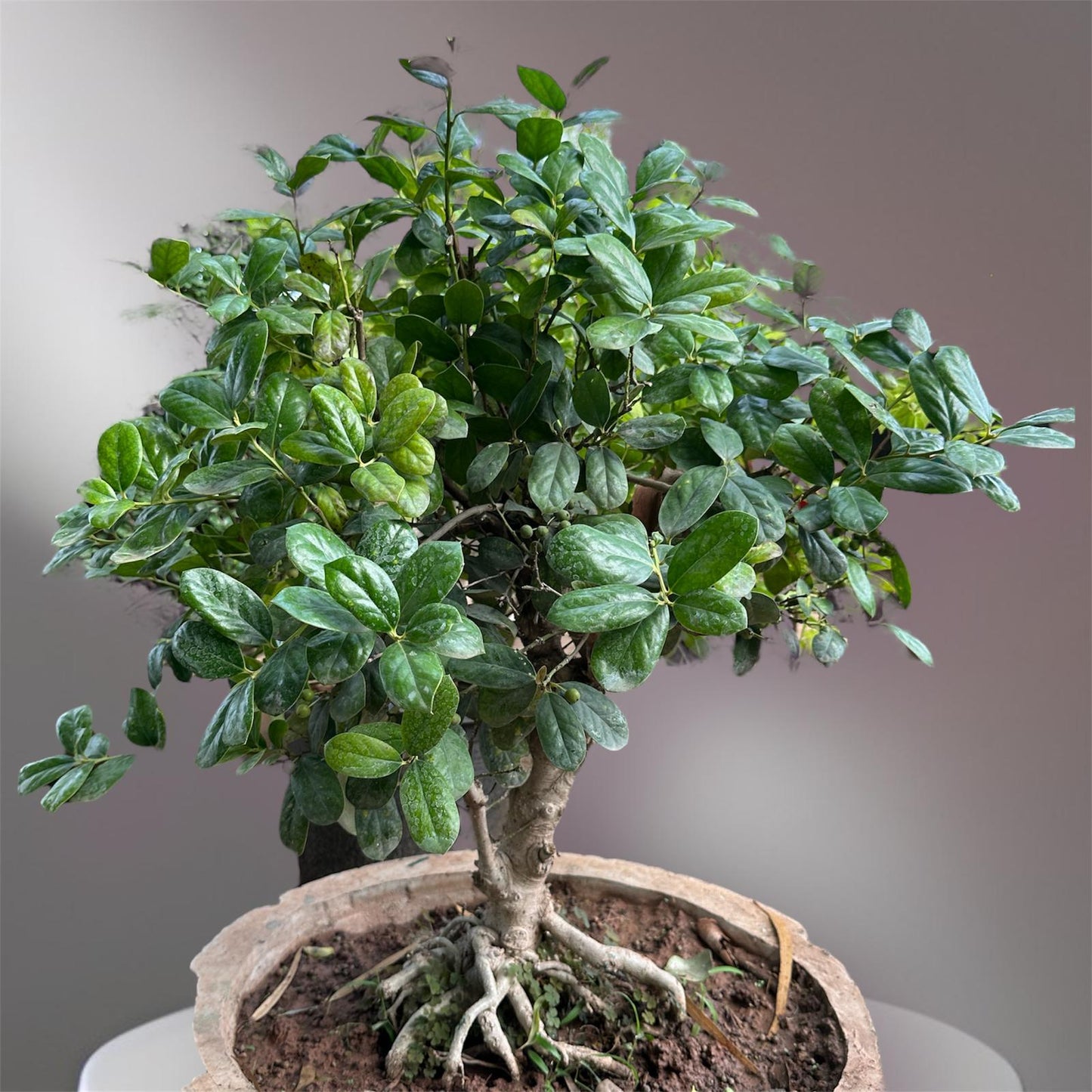 Carmona Bonsai: (Chinese Import)