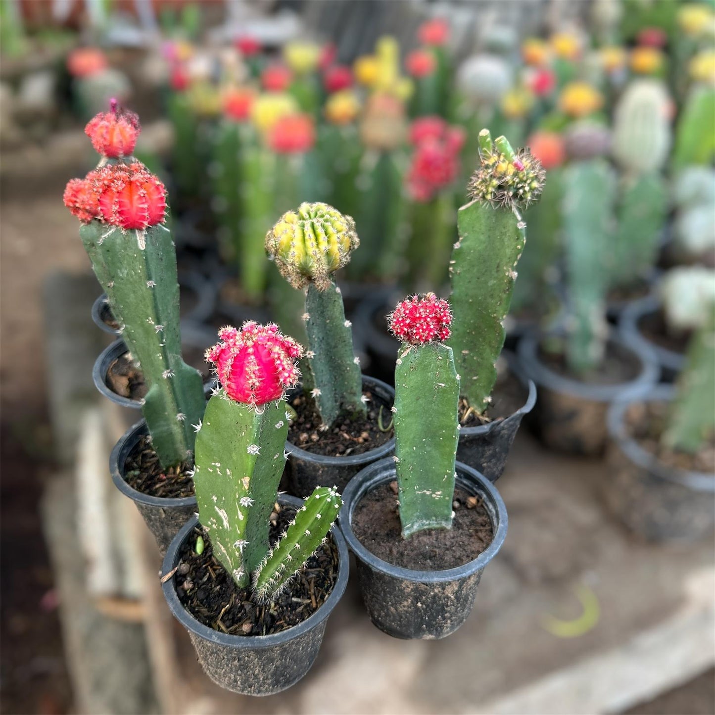 Grafting (Gymnocalycium Mihanovichii) Variegata Cactus:(Thai Import)