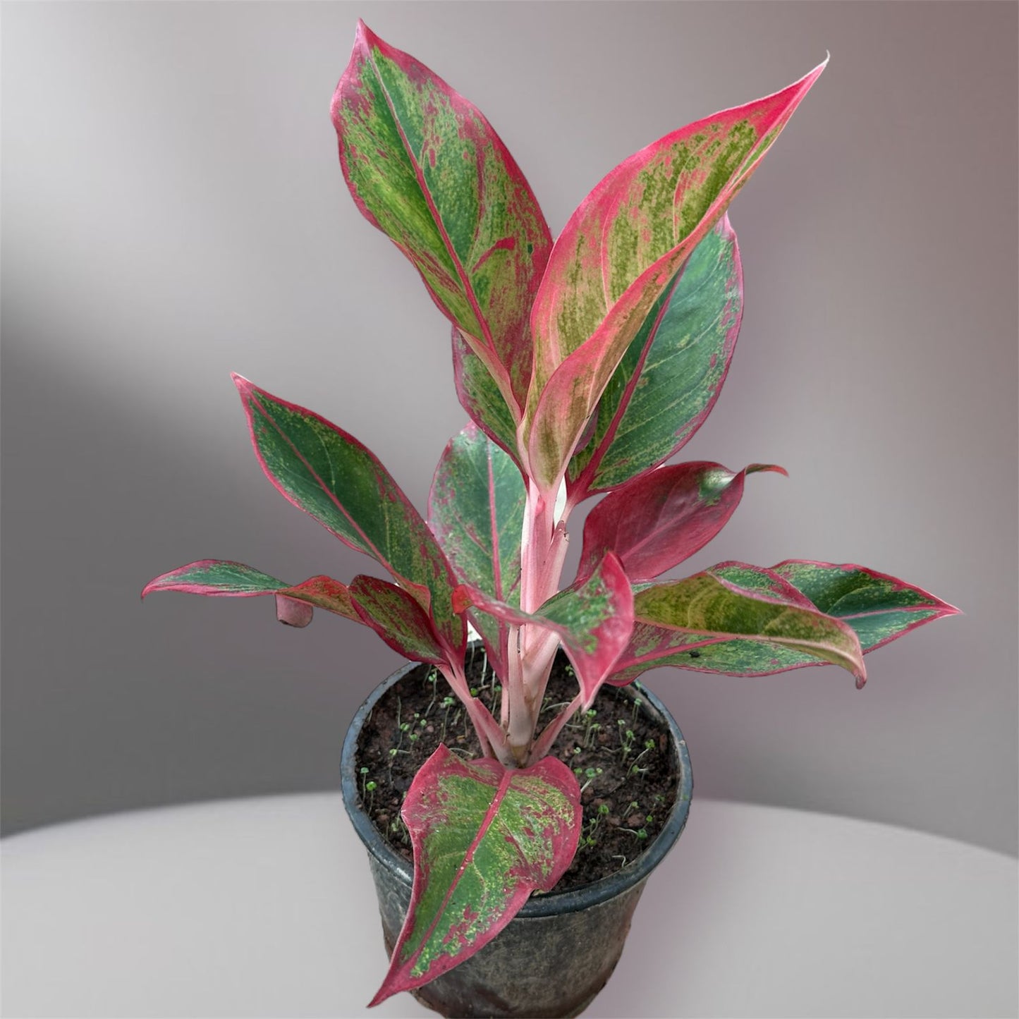 Aglaonema “Siam Aurora”(Thai Import)