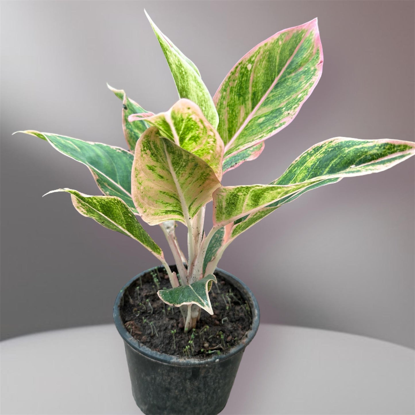 Aglaonema “Siam Aurora”(Thai Import)