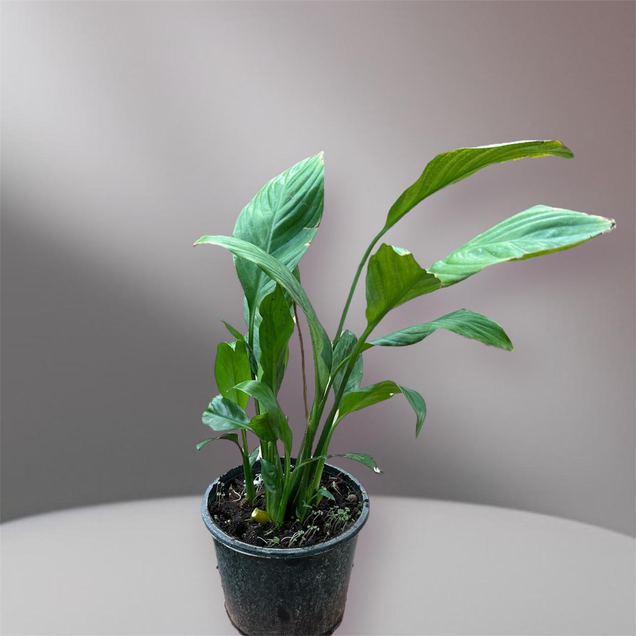 Peace Lily: (Thai Import)