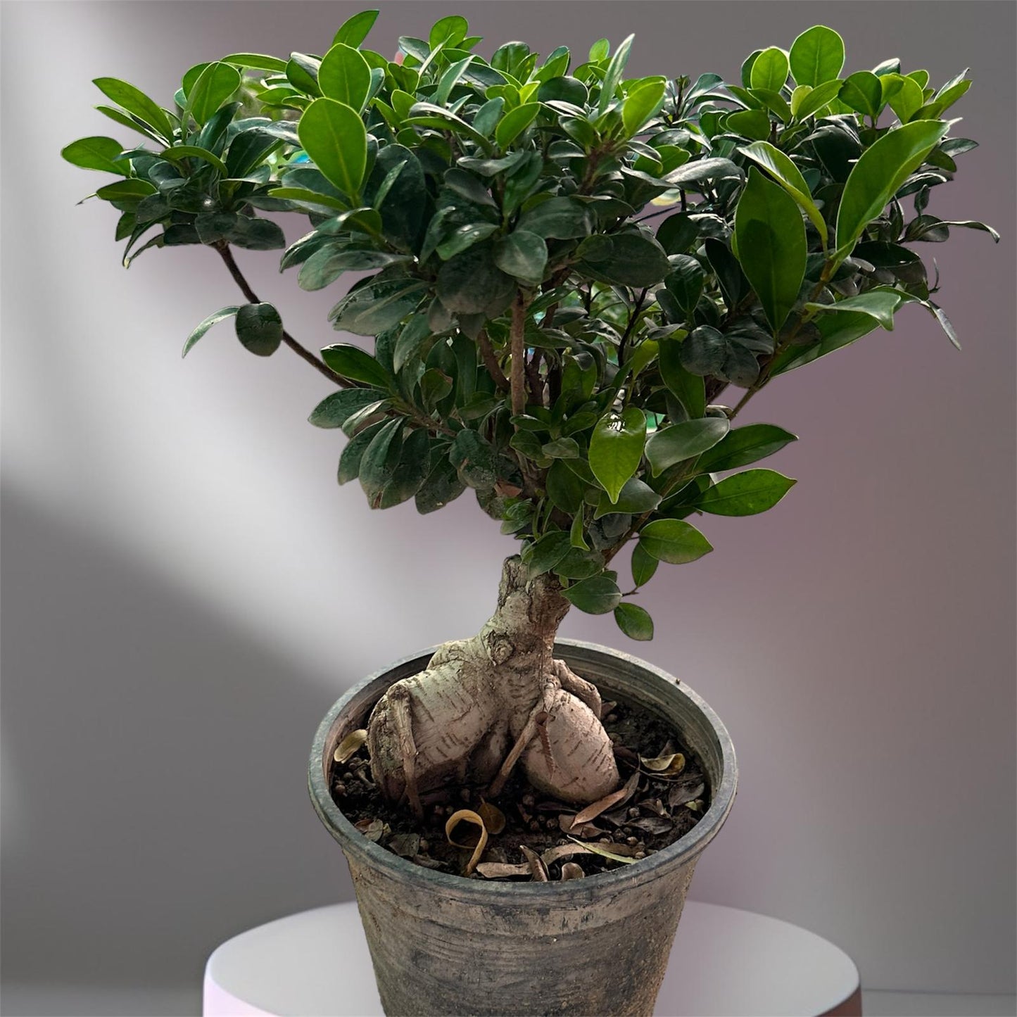 Ficus microcarpa Bonsai: (Chinese Import)