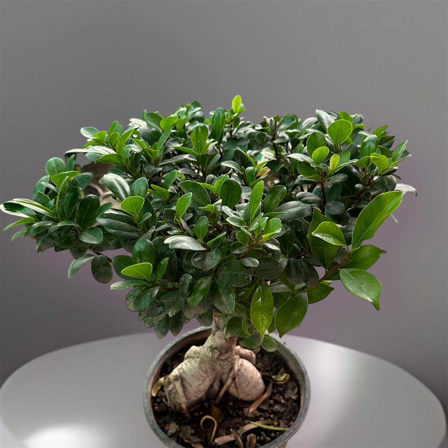 Ficus microcarpa Bonsai: (Chinese Import)