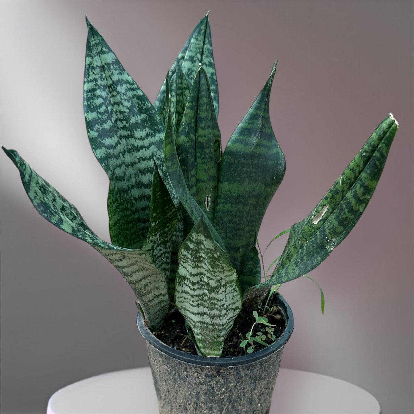 Dwarf Snake Plant (Sansevieria Zeylanica):(Thai Import)