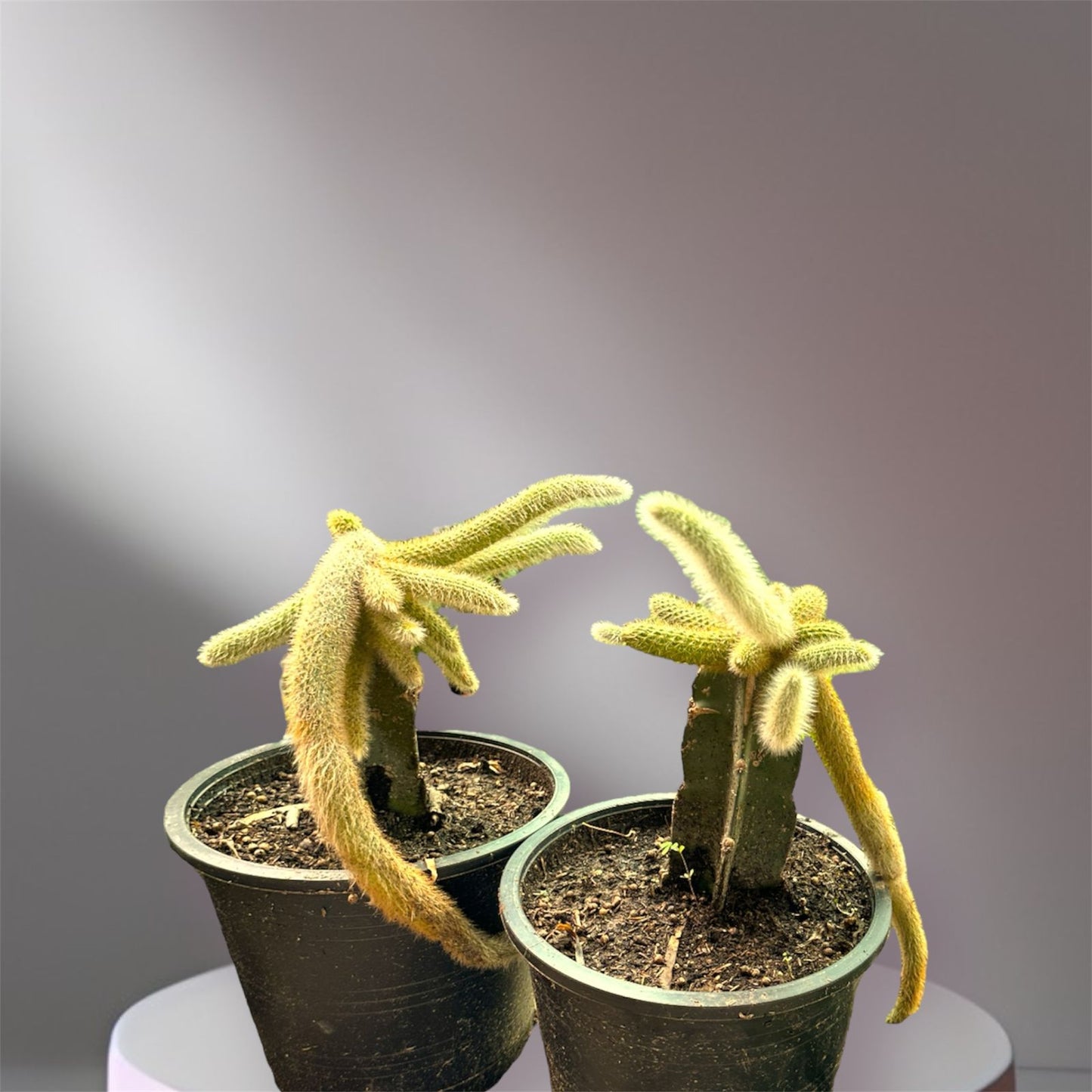 Monkey Tail Cactus:(Thai Import)